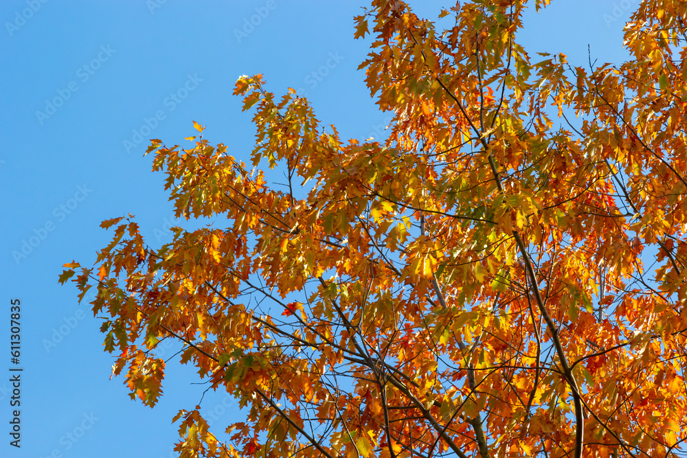 Yellow-green leaves of an autumn tree against a blue sky Yellow-green leaves of an autumn tree against a blue sky