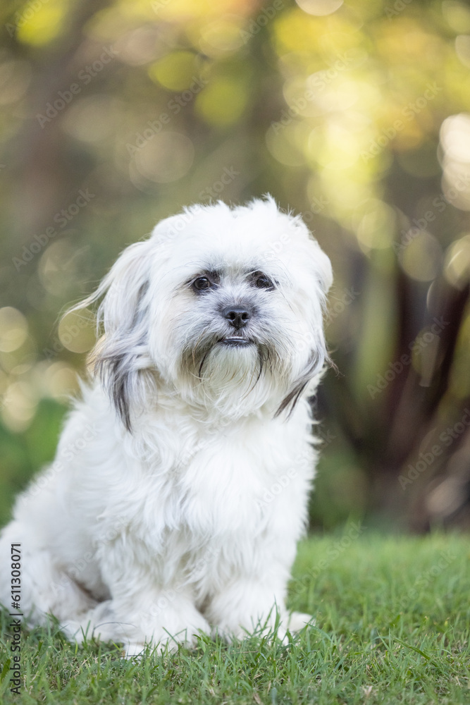 Portrait of a Tibetan Spaniel white small breed dog in golden afternoon light with bokeh background Portrait of a Tibetan Spaniel white small breed dog in golden afternoon light with bokeh background