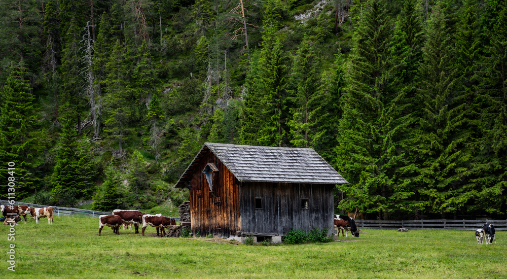 Cow farm in a mountain valley. Cows on mountain cow farm. Cow farm in mountains. Cow farm in a mountain valley. Cows on mountain cow farm. Cow farm in mountains.