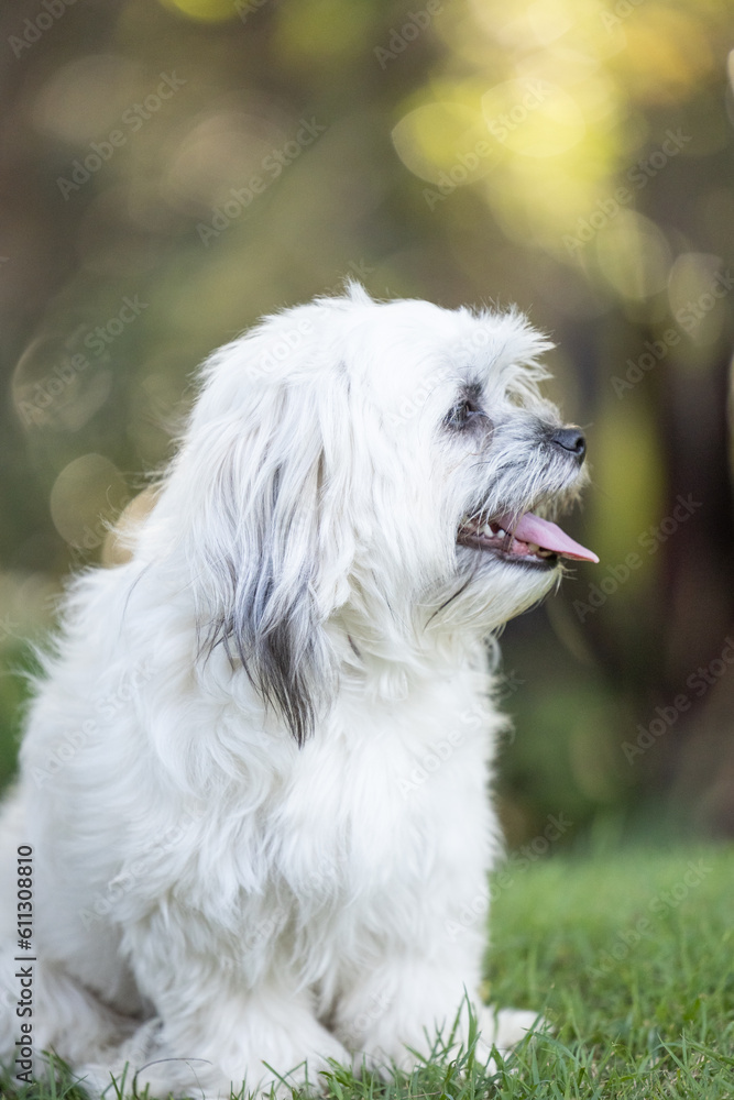 Portrait of a Tibetan Spaniel white small breed dog in golden afternoon light with bokeh background