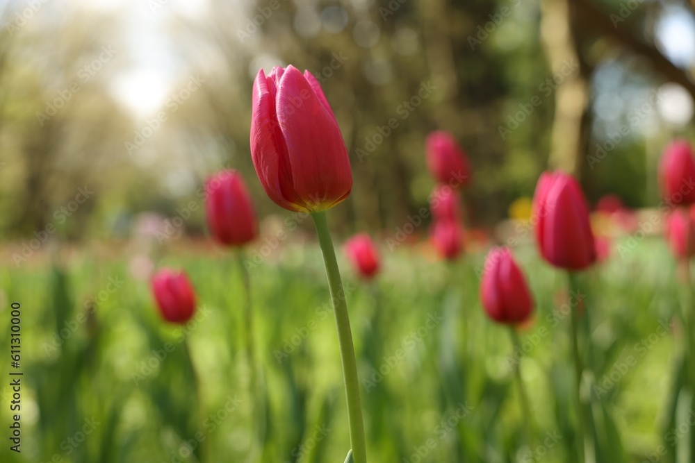 Beautiful pink tulips growing outdoors on sunny day, closeup