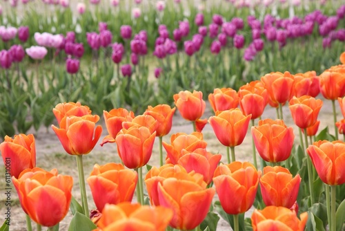 Beautiful colorful tulip flowers growing in field