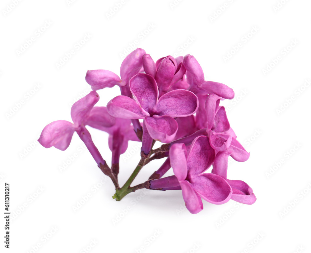 Beautiful fragrant lilac flowers isolated on white Beautiful fragrant lilac flowers isolated on white