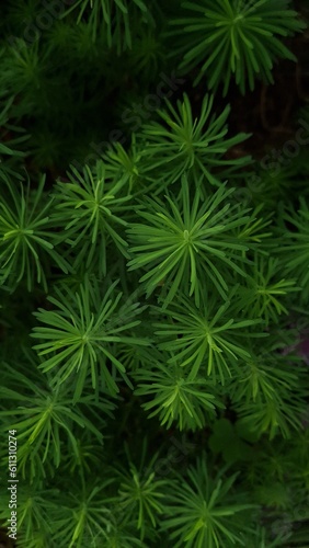 Small green leaves in the form of needles. Background  texture  macro