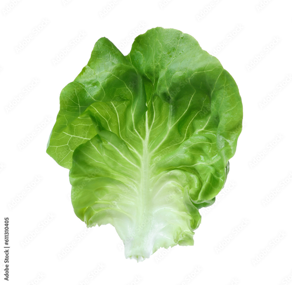 Fresh green butter lettuce leaf isolated on white Fresh green butter lettuce leaf isolated on white