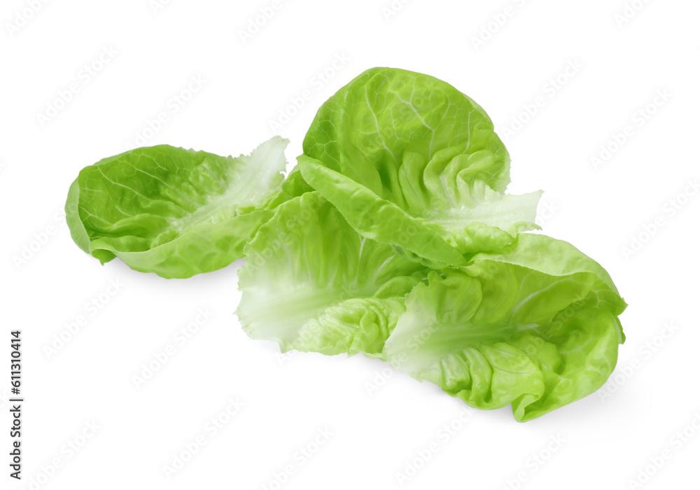 Fresh green butter lettuce leaves isolated on white Fresh green butter lettuce leaves isolated on white