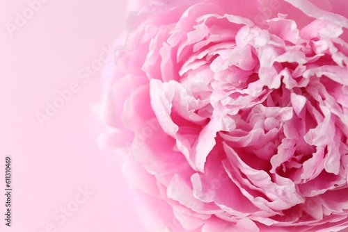 Beautiful aromatic peony on pink background  closeup