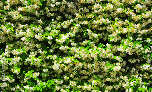 muro di glicine in fiore per uno sfondo floreale estivo