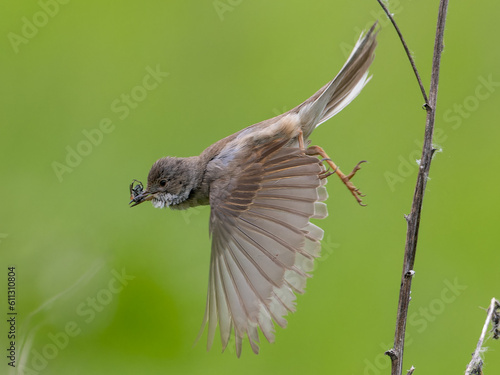 Whitethroat