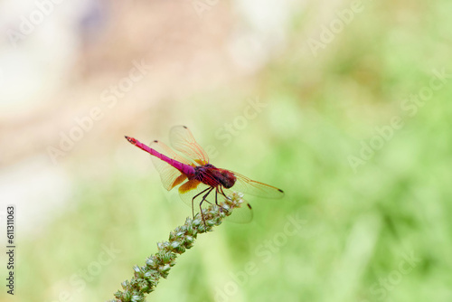 Red dragonfly on a grass flower  © Anucha