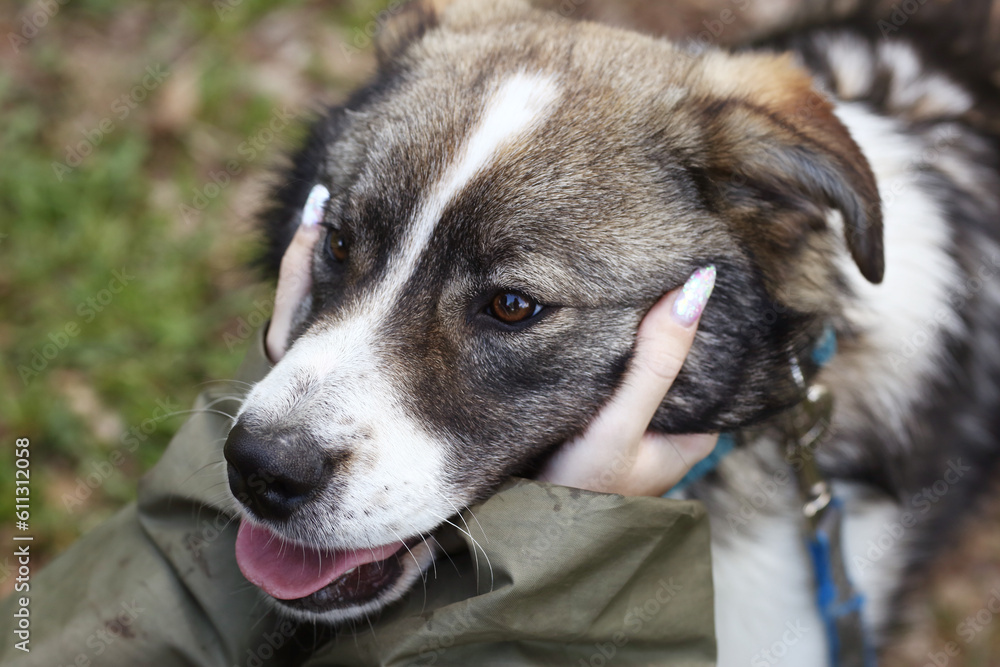 shepherd puppy dog with human hands close up portrait on green grass background shepherd puppy dog with human hands close up portrait on green grass background