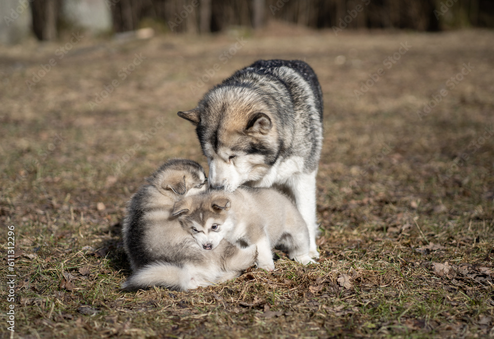 Obraz premium Adult Alaskan Malamute Mother and Two Puppies. Family. Mother Feeding Puppies