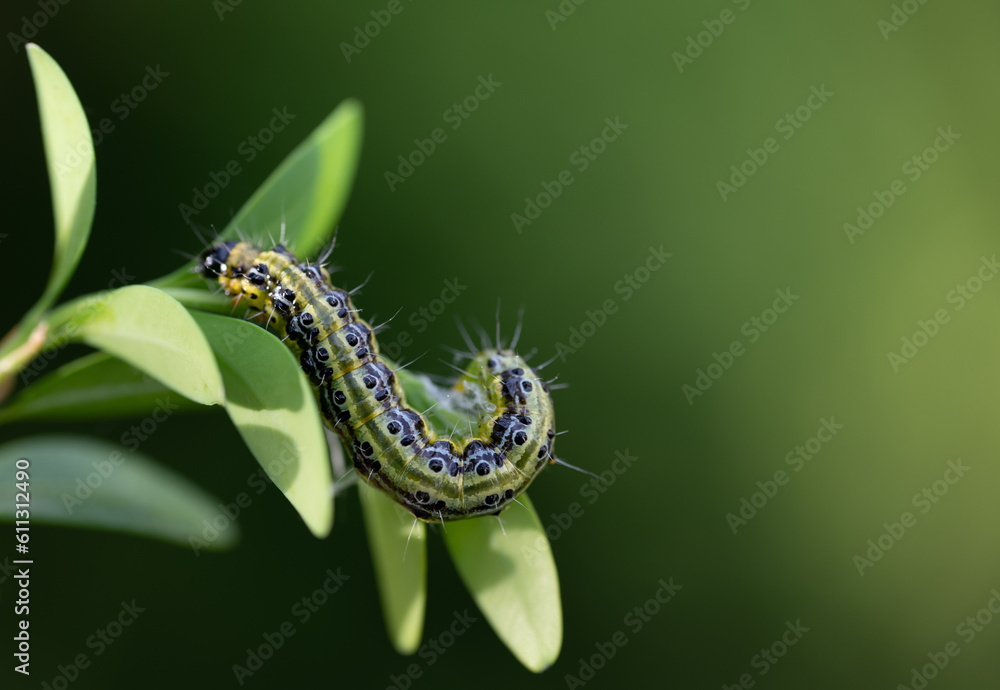 Close-up of a box tree moth (Cydalima perspectalis) hanging from the leaves of a box tree. The background is green, with space for text Close-up of a box tree moth (Cydalima perspectalis) hanging from the leaves of a box tree. The background is green, with space for text
