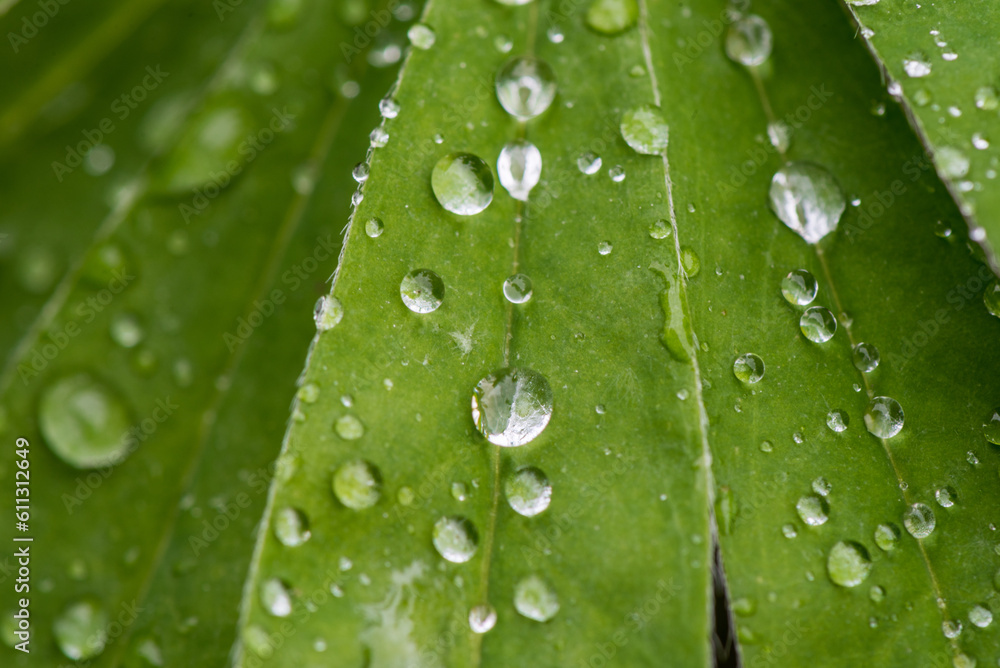 Lupine Leaves and Rain Water on it. Macro, Shallow DOF. Lupine Leaves and Rain Water on it. Macro, Shallow DOF.