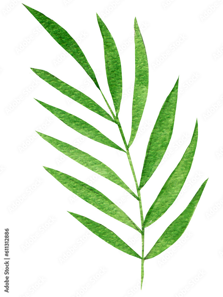 Watercolor illustration, bright palm leaf isolated on white background. For fashion and summer products, card, decor etc