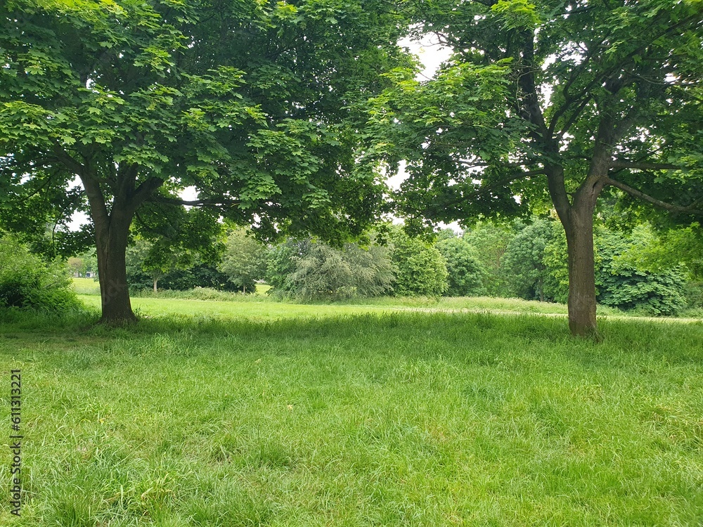 A group of trees in a grassy field A group of trees in a grassy field
