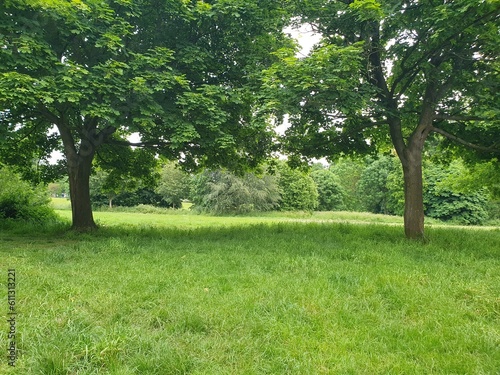 A group of trees in a grassy field