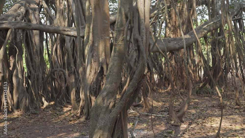 garden with sacred banyan trees in India garden with sacred banyan trees in India