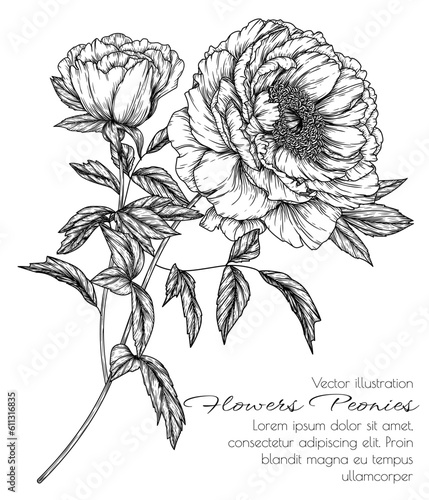 Vector illustration of a peony flower branch in engraving style