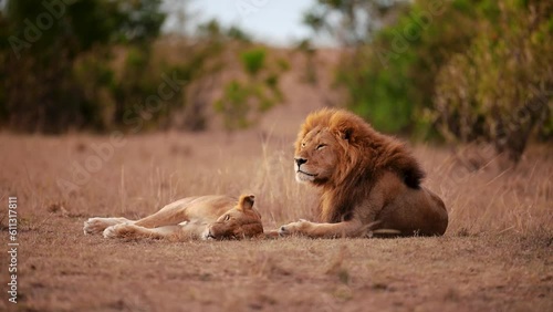 Wallpaper Mural A lion is watching over its mate lioness while trying to sleep in the Serengeti National Park in Tanzania. Torontodigital.ca