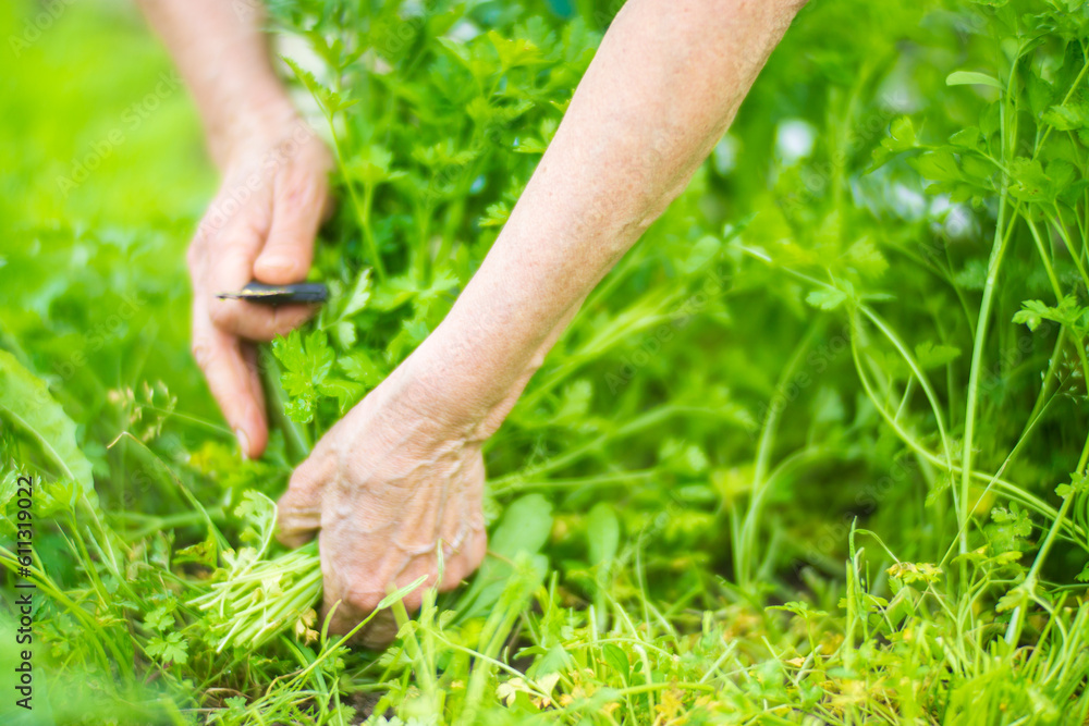 Fototapeta premium Farmer's hands harvest crops in the garden. Plantation work. Autumn harvest and healthy organic food concept close up with selective focus