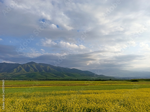 Blooming fields against the backdrop of mountains. Beautiful mountain landscape. Blooming summer herbs. Spring landscape. Kyrgyzstan.