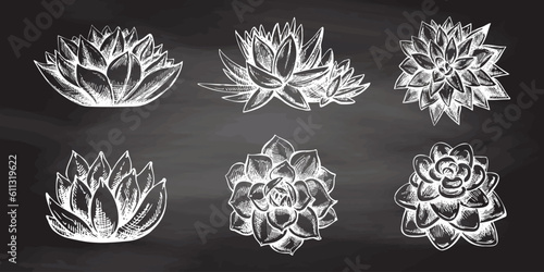 Vector set of white  hand drawn sketch of  succulent plants. Isolated elements on chalkboard background. Vintage illustration.  Elements for the design of labels, packaging and postcards.