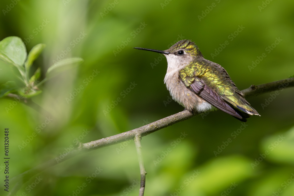 Fototapeta premium Female Ruby-throated Hummingbird