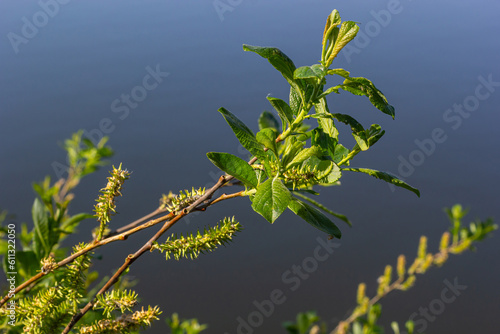 Flowers of Salix viminalis in sunny day. Blossom of the basket willow in the spring. Bright common osier or osier. Female flowering catkin on a willow. Soft focus. Seasonal wallpaper for design photo