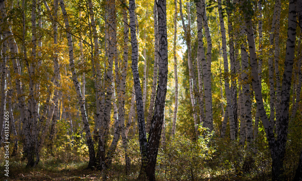 A picturesque landscape with a pleasant warm sun. Autumn forest landscape with sunlight and colorful autumn leaves on tall trees, beauty in nature for posters, backgrounds or wallpapers. A picturesque landscape with a pleasant warm sun. Autumn forest landscape with sunlight and colorful autumn leaves on tall trees, beauty in nature for posters, backgrounds or wallpapers.