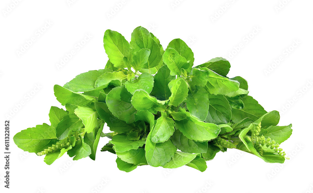 Close up studio shot of fresh green thai basil herb leaves isolated on transparent png Close up studio shot of fresh green thai basil herb leaves isolated on transparent png