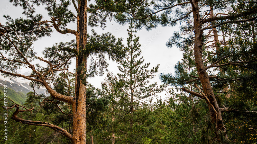 Fototapeta premium Tall pine trees reaching up into the blue sky in mountains.