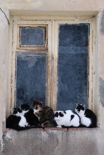 cats on window © Daria
