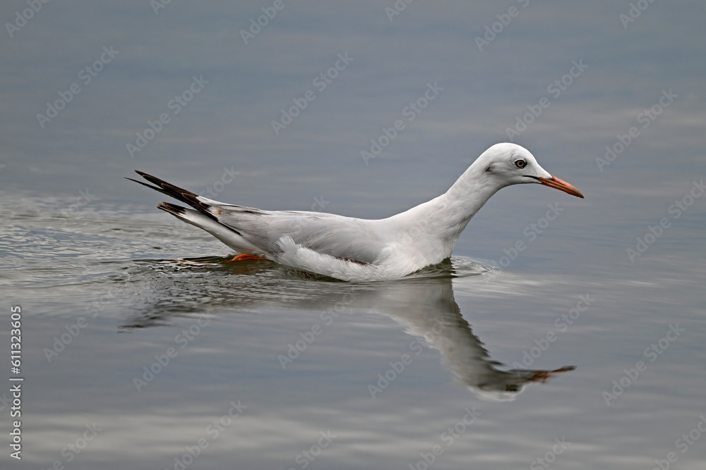 Dünnschnabelmöwe // Slender-billed gull (Chroicocephalus genei) - Mesolongi, Greece Dünnschnabelmöwe // Slender-billed gull (Chroicocephalus genei) - Mesolongi, Greece