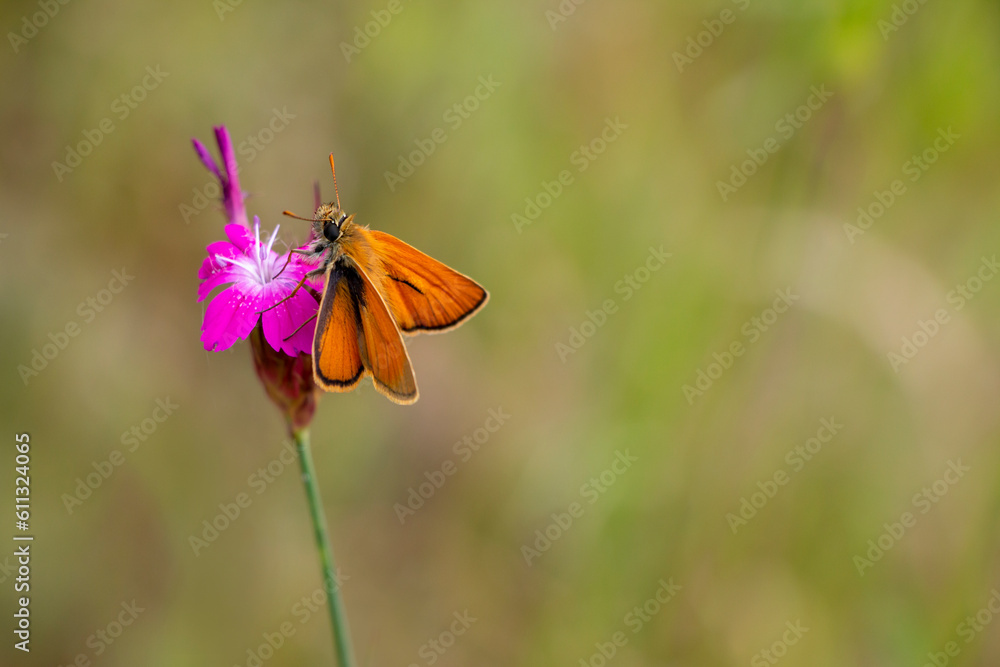 Small skipper butterfly isolated on pink flower. orange butterfly on pink flower. Thymelicus sylvestris. Small skipper butterfly isolated on pink flower. orange butterfly on pink flower. Thymelicus sylvestris.