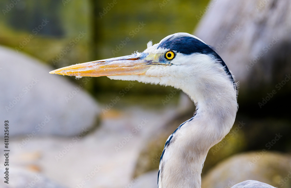 Portrait of a Grey Heron in Nature Portrait of a Grey Heron in Nature
