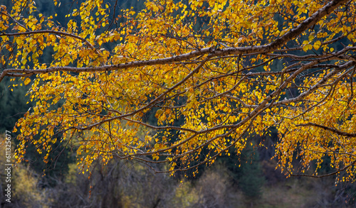 Beautiful autumn landscape with yellow trees and sunshine. Colorful foliage in the park. Falling leaves are a natural backdrop.