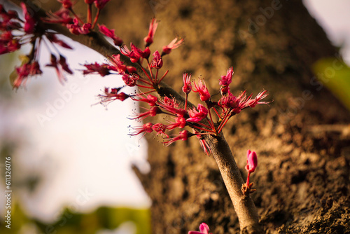 Cercis siliquastrum or Judas tree, ornamental tree blooming with beautiful deep pink colored flowers in the spring. Eastern redbud tree blossoms in spring time. Flowers directly on the trunk. photo