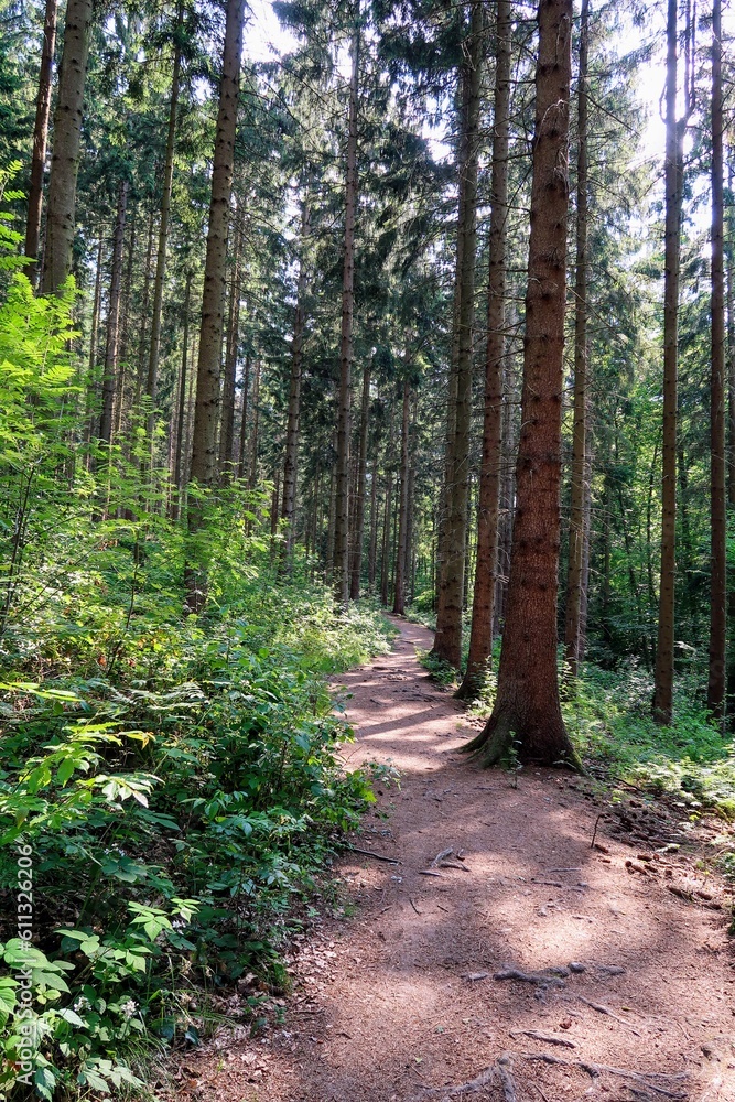 path in the forest path in the forest