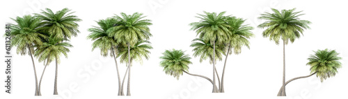 palm tree isolated on white photo