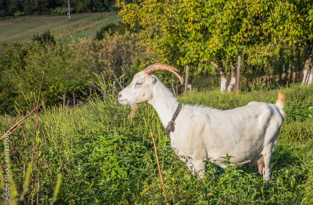 White goat grazes in the mountains on a summer day. Animals. White goat grazes in a meadow in the mountains close-up on a spring day White goat grazes in the mountains on a summer day. Animals. White goat grazes in a meadow in the mountains close-up on a spring day