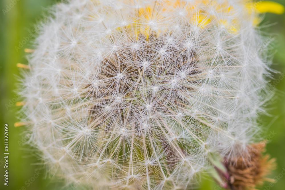 Fototapeta premium Fluffy white dandelion close-up on green background. Macro shot.. Dandelion seeds close-up abstract natural background
