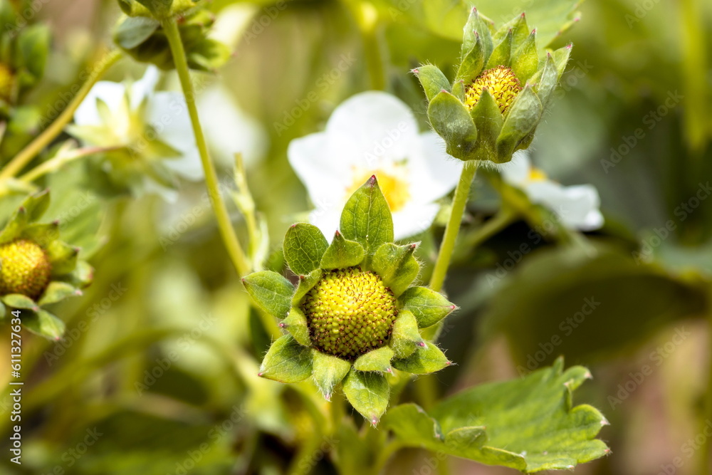Green unripe strawberry close up. Unripe strawberries with flowers and green leaves. Green unripe strawberry in the garden. Selective focus. Green unripe strawberry close up. Unripe strawberries with flowers and green leaves. Green unripe strawberry in the garden. Selective focus.