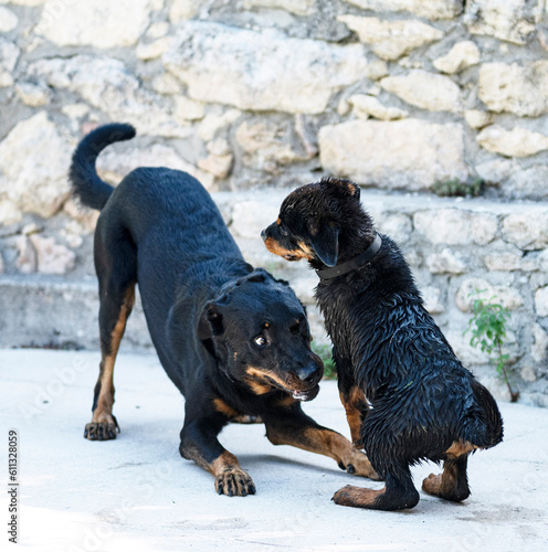 puppy rottweiler and beauceron photo