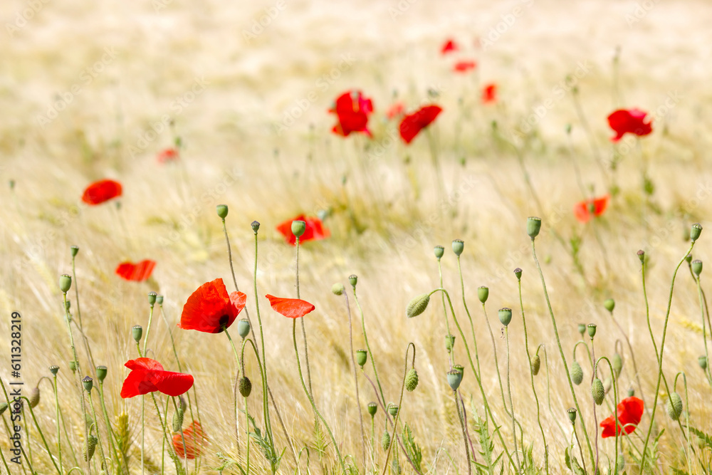 Naklejka premium in the barley field - wild poppy flowers - soft focus