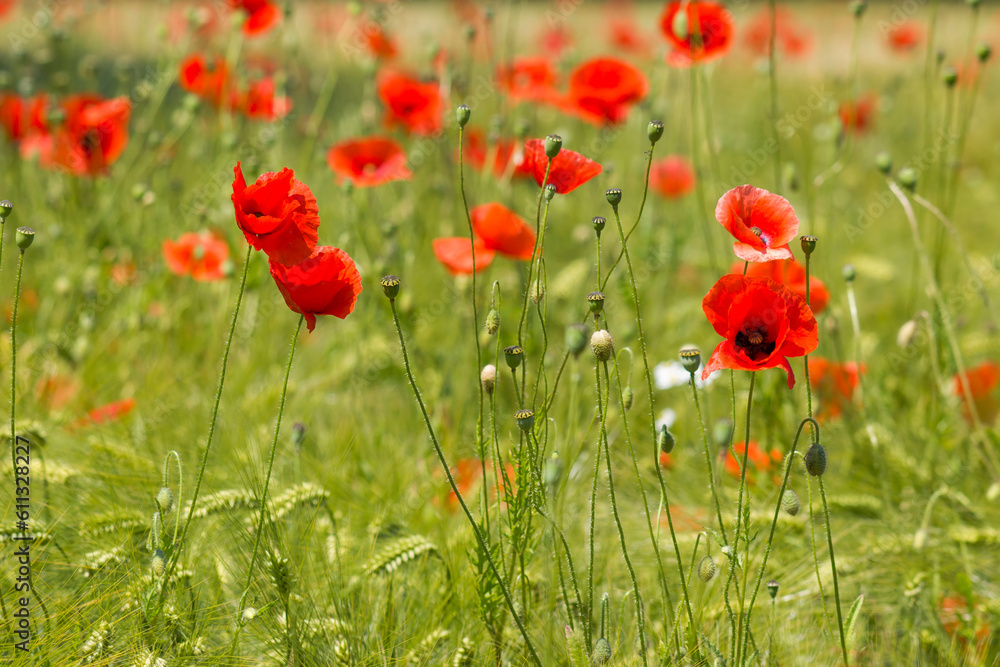 Fototapeta premium in the barley field - wild poppy flowers - soft focus