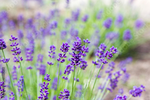 lavender flowers in the garden