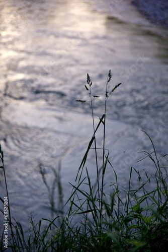Plante nature rivière eau crépuscule © mathisprod