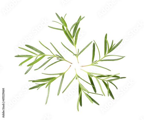Rosemary isolated on  transparent png