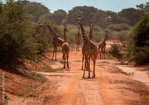 Graceful Giants Maasai Giraffes on the Road